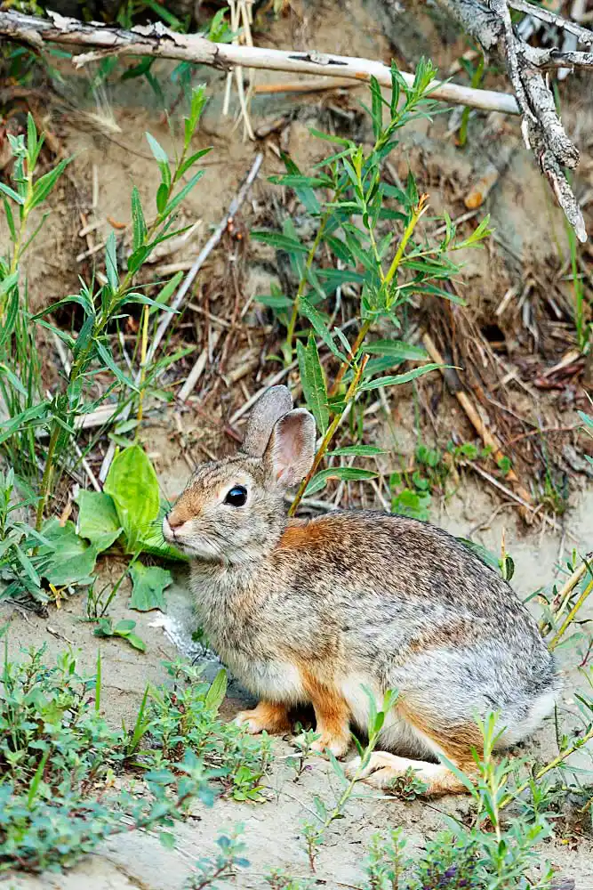 Mountain Cottontail Rabbit (Sylvilagus nuttallii)