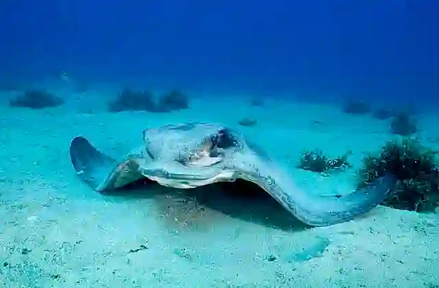 Californian Bat Ray (Myliobatis californica)