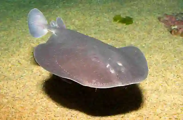 Pacific Electric Ray (Tetronarce californica) Produces powerful electric shock when touched.
