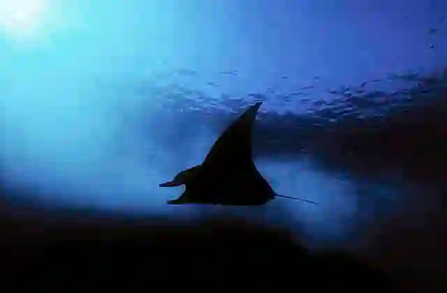 Manta Ray (Manta birostris) at dusk.