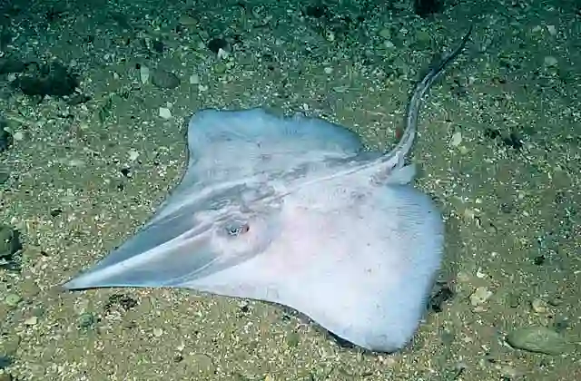 Australian Deepwater Skate (Dipturus acrobelus) Female underwater. Found on the seabed in 800 to 1400m.