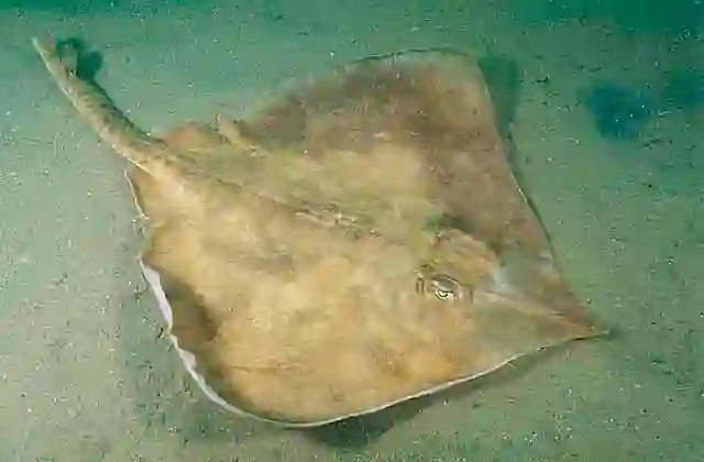 Sydney Skate (Raja australis) Deepwater skate lives on the continental shelf from 50 to 180m.