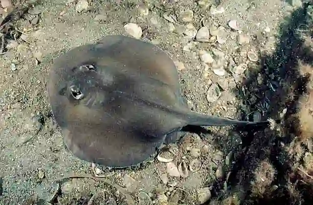 Western Shovelnose Stingaree (Trygonoptera mucosa) Barbed spine inflicts painful sting.