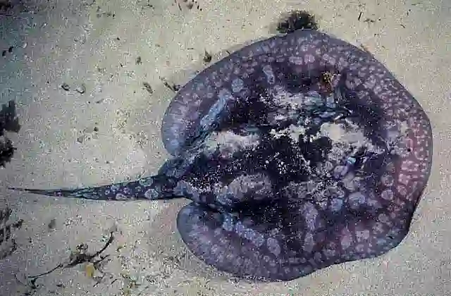 Spotted Stingaree (Urolophus gigas)