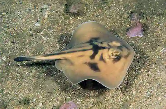 Cross-back Stingaree (Urolophus cruciatus)