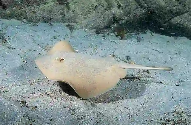 Yellowback Stingaree (Urolophus sufflavus) Serrated barb inflicts painful wound.