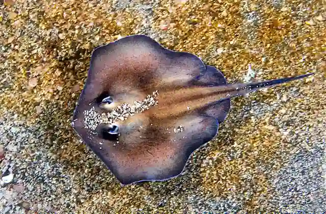 Sepia Stingaree (Urolophus aurantiacus) swimming over course sandy sea bed.