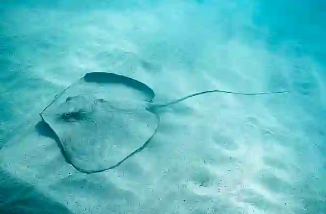 Reticulate Whipray (Himantura uarnak)