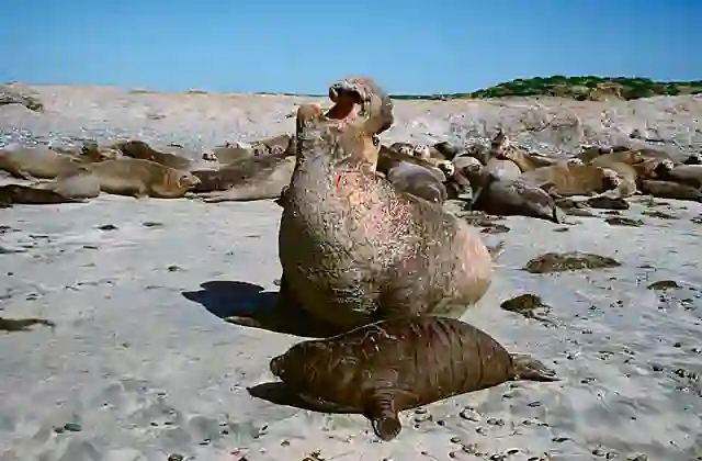 Northern Elephant Seal (Mirounga angustirostris) Male gaurding his harem with young pup.