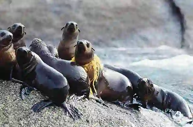 Australian Fur Seal (Arctocephalus pusillus doriferus) with discarded yellow fishing net fragment entangled around it's neck.