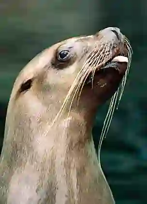 Stellar Sea Lion (Eumetopias jubatus)