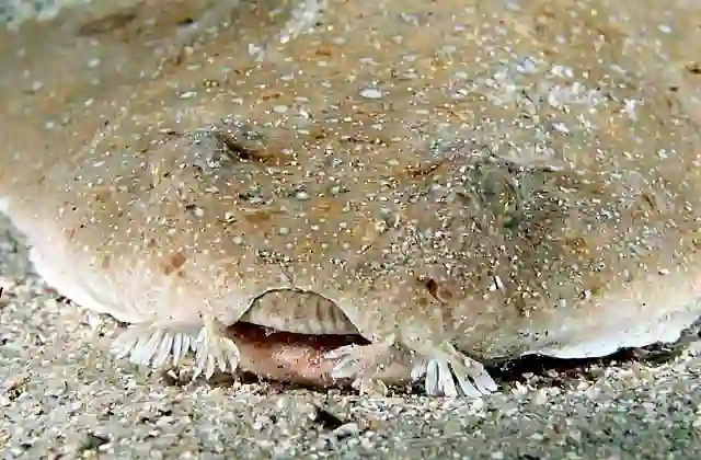Eastern Angel Shark (Squatina albipunctata) Portrait.