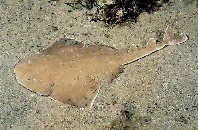 Australian Angel Shark (Squatina australis) Buries itself in sand and ambushes passing prey.