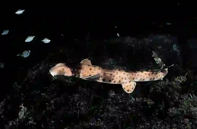 Collared Carpet Shark (Parascyllium collare)
