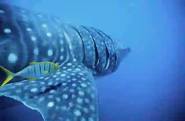 Whale Shark (Rhincodon typus) with juvenile Golden Trevally (Gnathanodon speciosus) above pectoral fin.