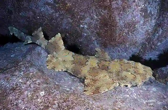 Banded Wobbegong (Orectolobus halei) Distinguished from Ornate Wobbegong by black edges to saddles and rings.