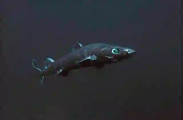 Southern Lantern Shark (Etmopterus granulosus) Deep water dogshark found in220 to 1430 m in temperate Southern Hemisphere oceans.