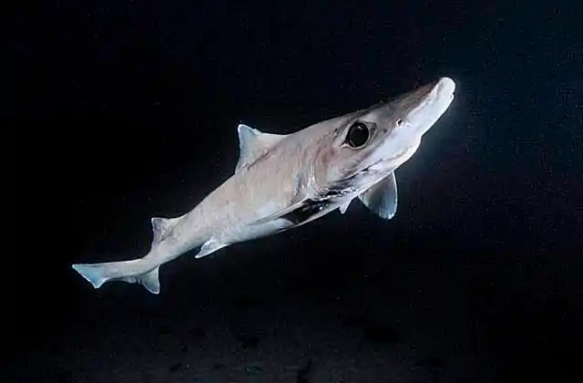 Southern Dogfish (Centrophorus zeehaani) Deepwater shark in 50 to 1400m. Commercial species found worldwide.