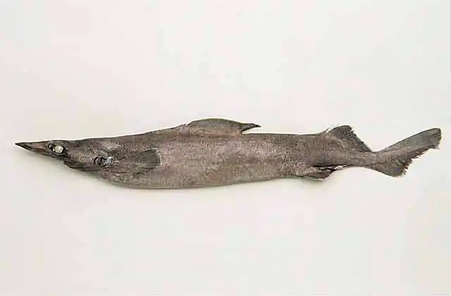 Brier Shark (Deania calcea) Deepwater shark found in 70 to 1500 m in temperate Pacific and Atlantic waters.