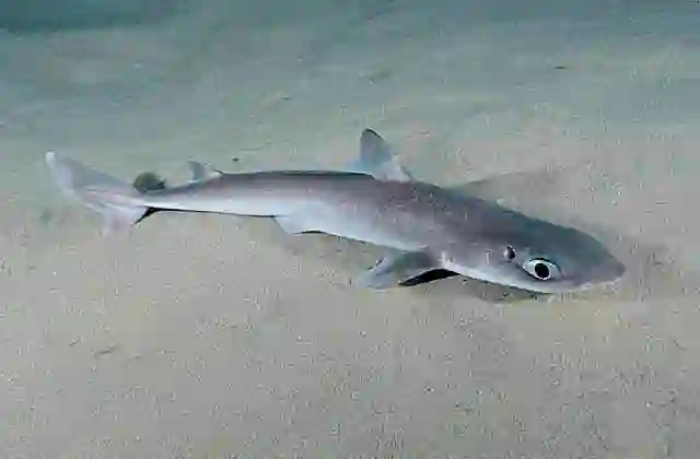 Piked Spurdog (Squalus megalops) found in depths from 50 to 500m in all southern oceans. Commercial species.