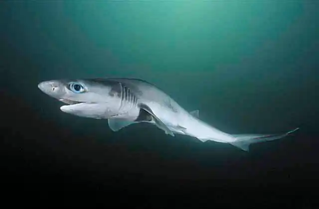 Sharpnose Sevengill Shark (Heptranchias perlo) Deep water sevengill shark.