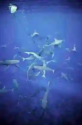 Galapagos Sharks (Carcharhinus galapagensis) in feeding frenzy.