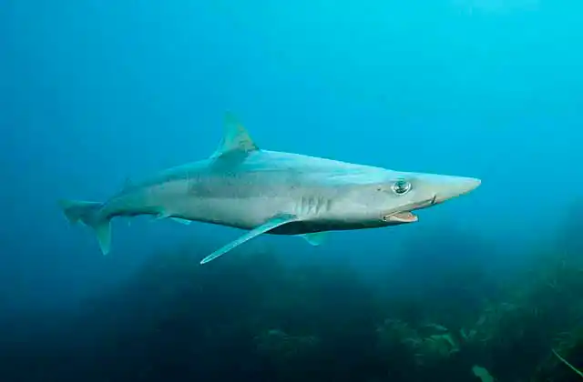 School Shark (Galeorhinus galeus) swimming over kelp covered temperate reef.