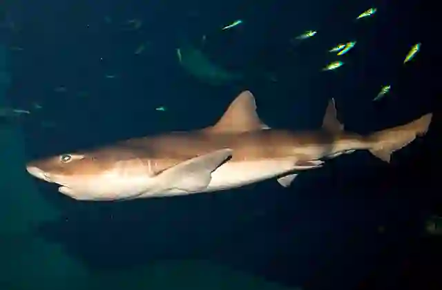 Banded Houndshark (Triakis scyllium)