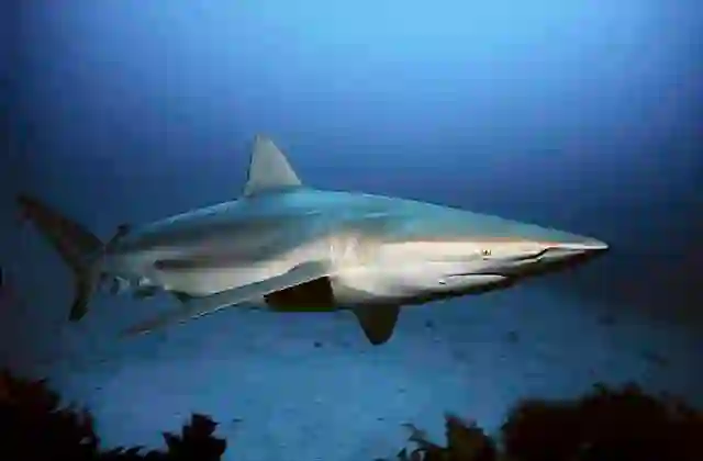 Bronze Whaler (Carcharhinus brachyurus)