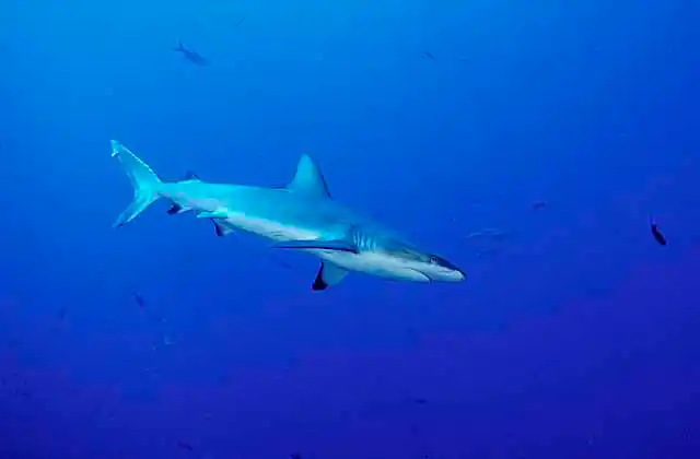 Grey Reef Shark (Carcharhinus amblyrhynchos)