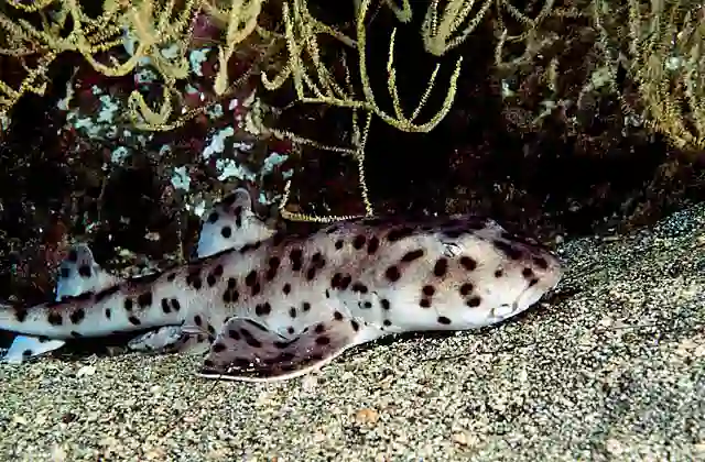 Galapagos Horn Shark (Heterodontus quoyi)