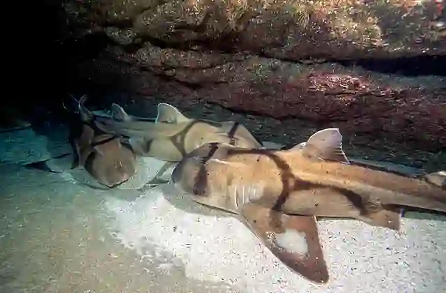 Port Jackson Shark (Heterodontus portusjacksoni) resting on cave floor.