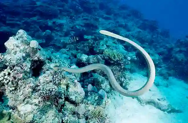 Olive Sea Snake (Aipysurus laevis) foraging over coral reef.