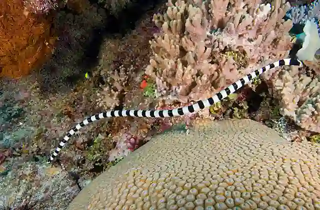 Yellow-headed Sea Krait (Laticauda colubrina) foraging over coral reef.