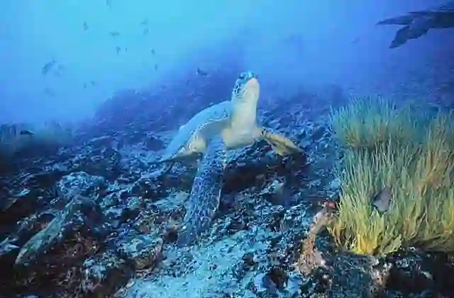 Black Sea Turtle (Chelonia mydas agassizi)  Endangered species.