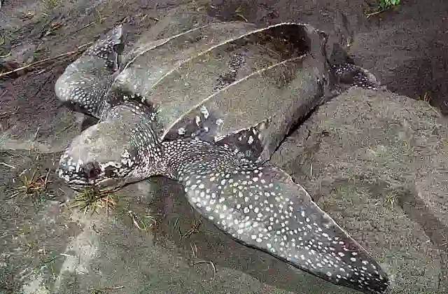 Leatherback Turtle (Dermochelys coriacea) laying eggs on nesting beach. Rare and endangered species. Worlds largest turtle growing to 3 m and 550 kg.