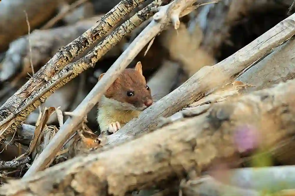 Least Weasel (Mustela nivalis)