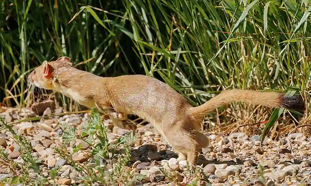 Long-tailed Weasel (Neogale frenata) male with ticks embedded in its neck.