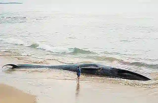 Blue Whale (Balaenoptera musculus brevicauda) Stranded 18m male.