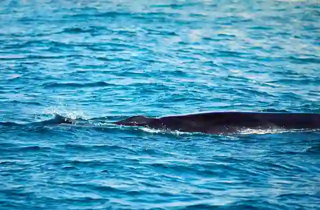 Bryde's Whale (Balaenoptera edeni)