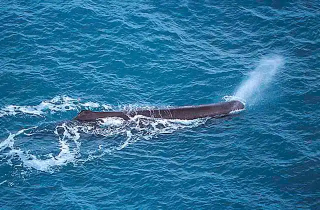 Sperm Whale (Physeter macrocephalus) blowing spout. Aerial. 