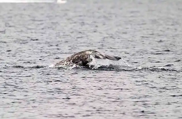 Narwhal (Monodon monoceros) showng flukes while diving.