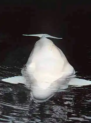 Beluga Whale (Delphinapterus leucas)