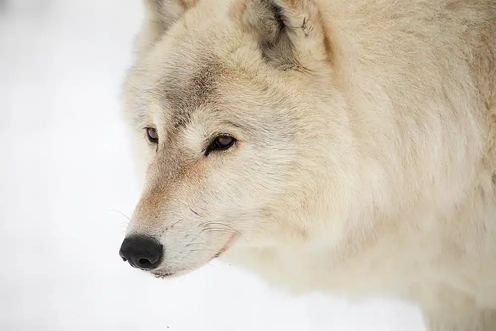 Timber Wolf (Canis lupus)